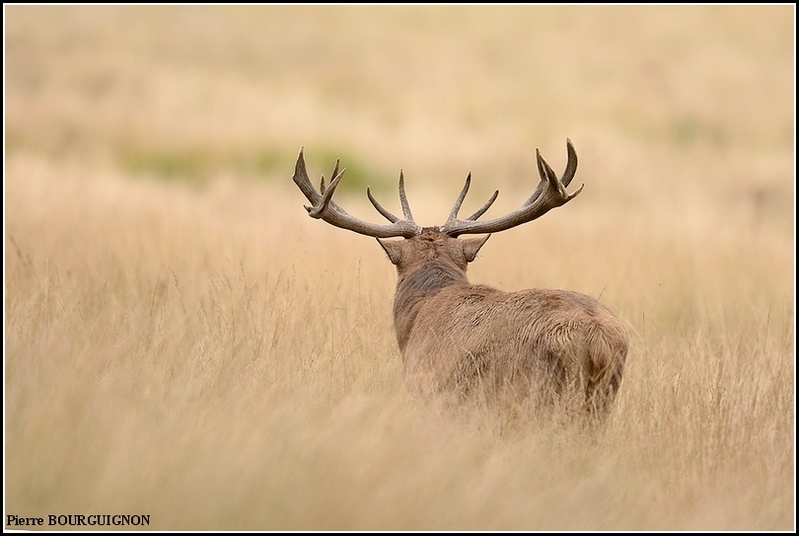 Cerf laphe (cervus elaphus) par Pierre BOURGUIGNON, photographe animalier, Belgique