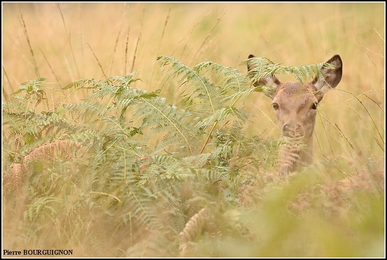 Cerf laphe (cervus elaphus) par Pierre BOURGUIGNON, photographe animalier, Belgique