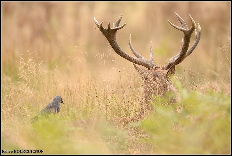 Cerf laphe (cervus elaphus) par Pierre BOURGUIGNON, photographe animalier, Belgique