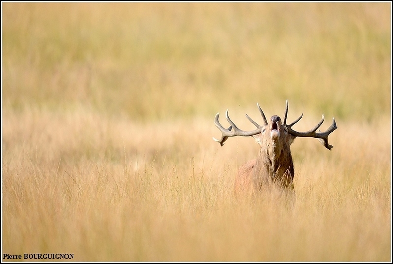 Cerf laphe (cervus elaphus) par Pierre BOURGUIGNON, photographe animalier, Belgique