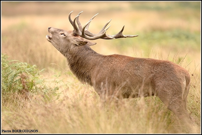 Brame du cerf laphe (cervus elaphus) par Pierre BOURGUIGNON, photographe animalier, Belgique