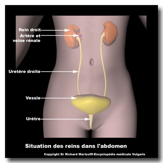 Uretre femme et homme: comprendre lappareil urinaire et le système urinaire