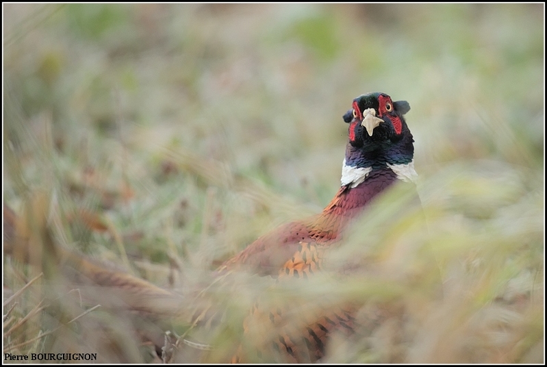 Faisan de Colchide (Phasianus colchicus) par Pierre BOURGUIGNON, photographe animalier, Belgique