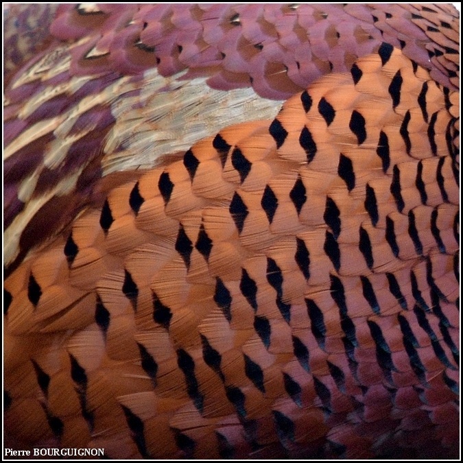 Faisan de Colchide (Phasianus colchicus) par Pierre BOURGUIGNON, photographe animalier, Belgique