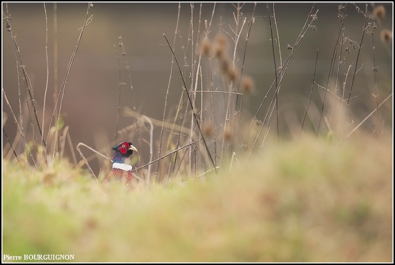 Faisan de Colchide (Phasianus colchicus) par Pierre BOURGUIGNON, photographe animalier belge
