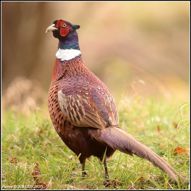 Faisan de Colchide (Phasianus colchicus) par Pierre BOURGUIGNON, photographe animalier, Belgique