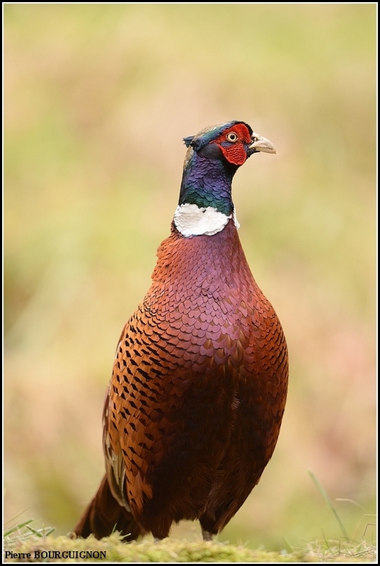 Faisan de Colchide (Phasianus colchicus) par Pierre BOURGUIGNON, photographe animalier, Belgique