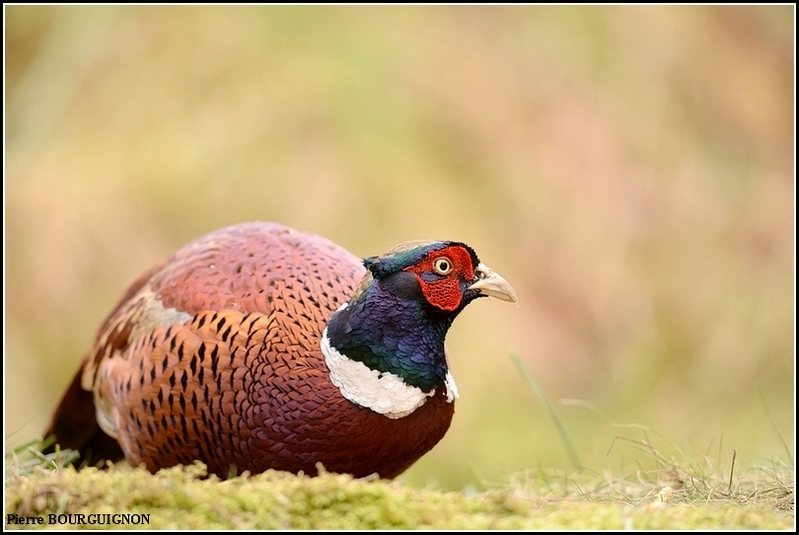 Faisan de Colchide (Phasianus colchicus) par Pierre BOURGUIGNON, photographe animalier belge