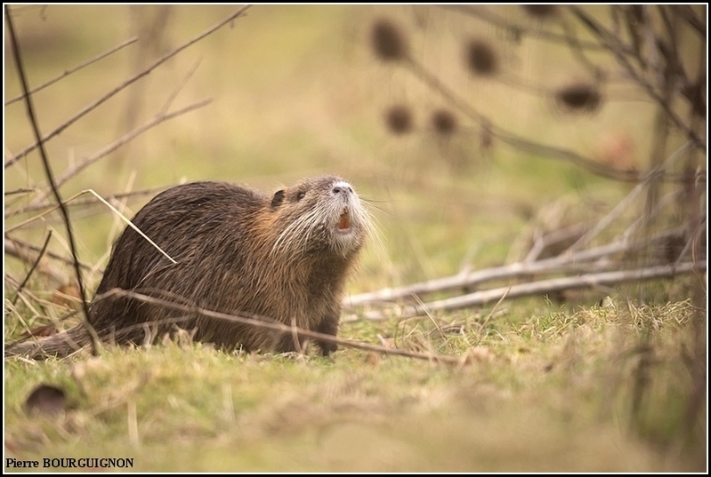 Ragondin (Myocastor coypus) par Pierre BOURGUIGNON, photographe animalier, Belgique