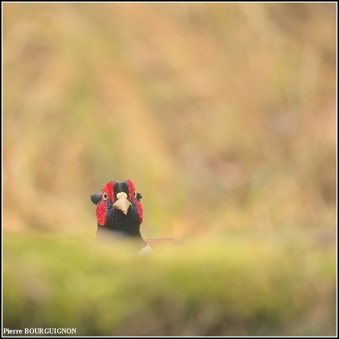 Faisan de Colchide (Phasianus colchicus) par Pierre BOURGUIGNON, photographe animalier belge