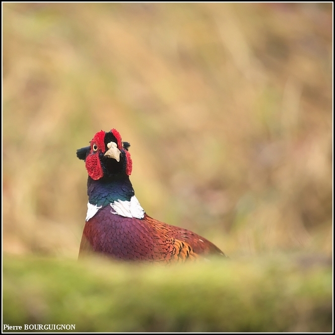 Faisan de Colchide (Phasianus colchicus) par Pierre BOURGUIGNON, photographe animalier, Belgique