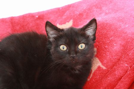 Bobine, chatonne noire, née mi-juin 2012 121029120242202010490088