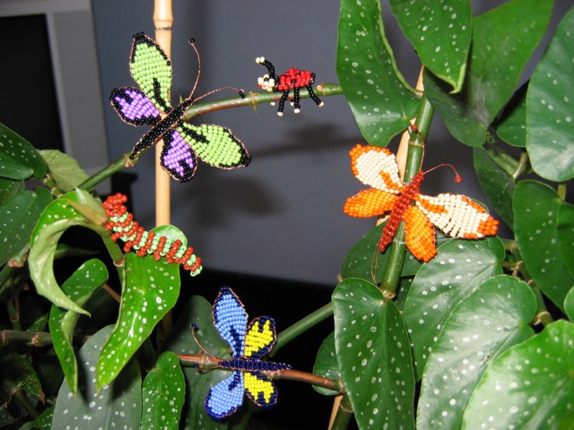 Papillons et insectes 