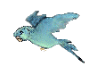 perroquet3