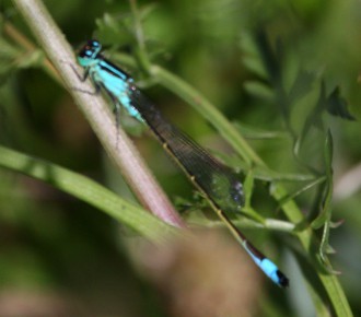 Identification d'une demoiselle #3 1211060739566781010520759