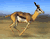 gazelle