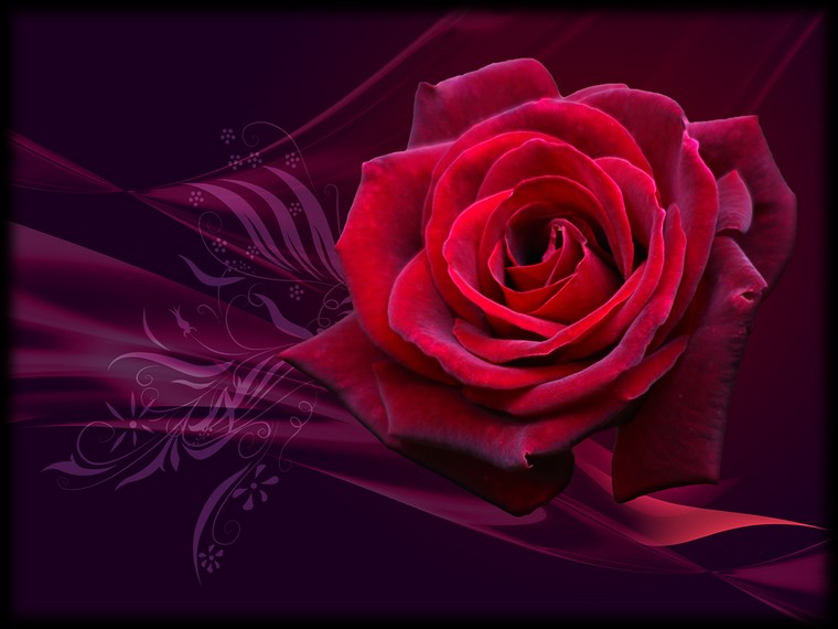 rose rouge sur fond violet