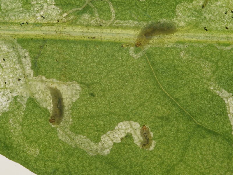 DSC18961R1.b380-080r49.3 - Sphaeroderma .. [Chrysomelidae - ColÃ©optÃ¨res - Insectes] - larves (st. Li ; 7-4,5 x 1,8-1,4 mm) mineuses, sur CentaurÃ©e - ER 534.B