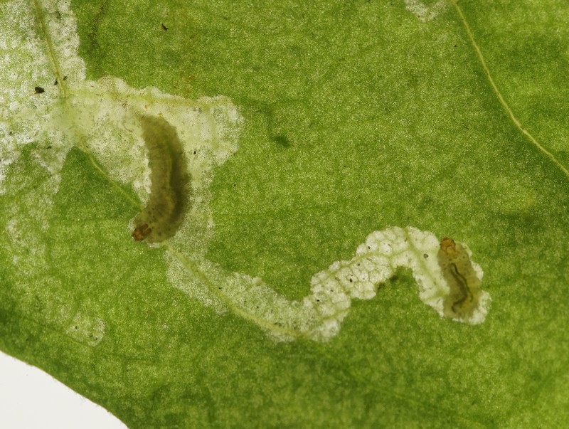 DSC18965R1.b280-080r49.3 - Sphaeroderma .. [Chrysomelidae - ColÃ©optÃ¨res - Insectes] - larves (st. Li ; 7-4,5 x 1,8-1,4 mm) mineuses, sur CentaurÃ©e - ER 534.B
