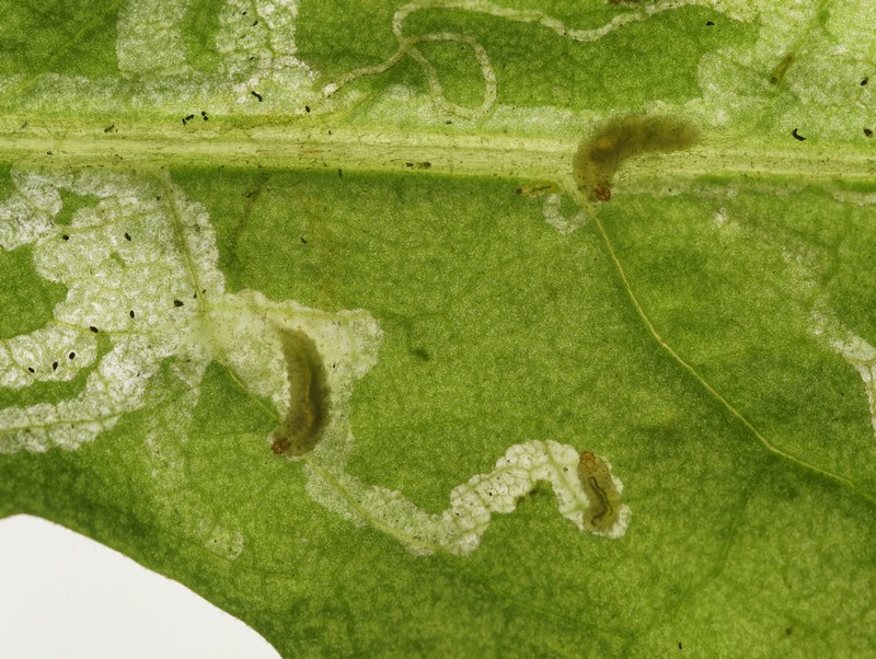 DSC18965R1.b430-080r49.3 - Sphaeroderma .. [Chrysomelidae - ColÃ©optÃ¨res - Insectes] - larves (st. Li ; 7-4,5 x 1,8-1,4 mm) mineuses, sur CentaurÃ©e - ER 534.B