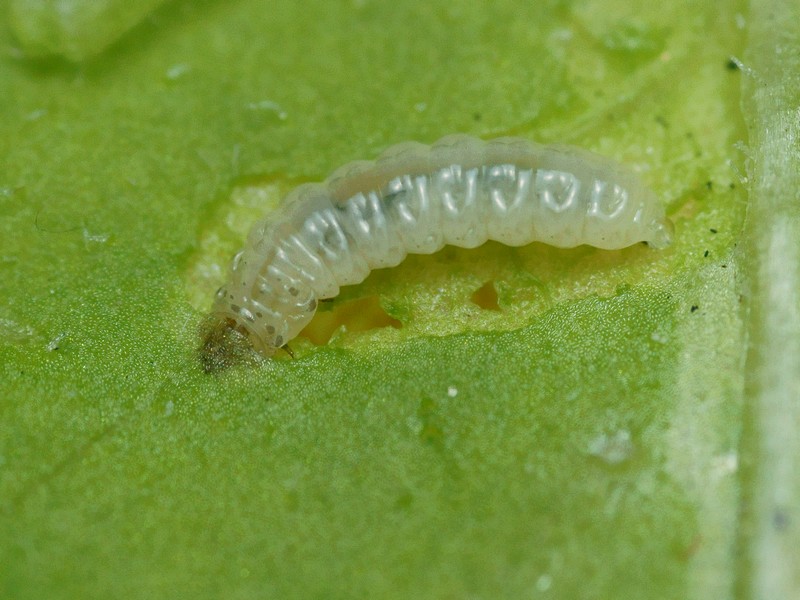 DSC18973R1.b240-080r49.3 - Sphaeroderma .. [Chrysomelidae - ColÃ©optÃ¨res - Insectes] - larve (st. Li ; 6,5 x 1,9 mm) mineuse, sur CentaurÃ©e - ER 534.B