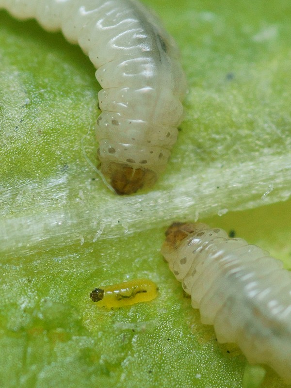 DSC18984R1.h160-080r49.3 - Sphaeroderma .. [Chrysomelidae - ColÃ©optÃ¨res - Insectes] - larves (st. Li ; 1,4 x 0,4 mm & 6,5 x 1,9 mm) mineuses, sur CentaurÃ©e - ER 534.B & C [g]