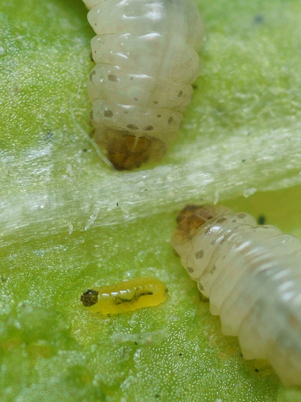 DSC18984R2.h130-080r49.3 - Sphaeroderma .. [Chrysomelidae - ColÃ©optÃ¨res - Insectes] - larves (st. Li ; 1,4 x 0,4 mm & 6,5 x 1,9 mm) mineuses, sur CentaurÃ©e - ER 534.B & C [g]