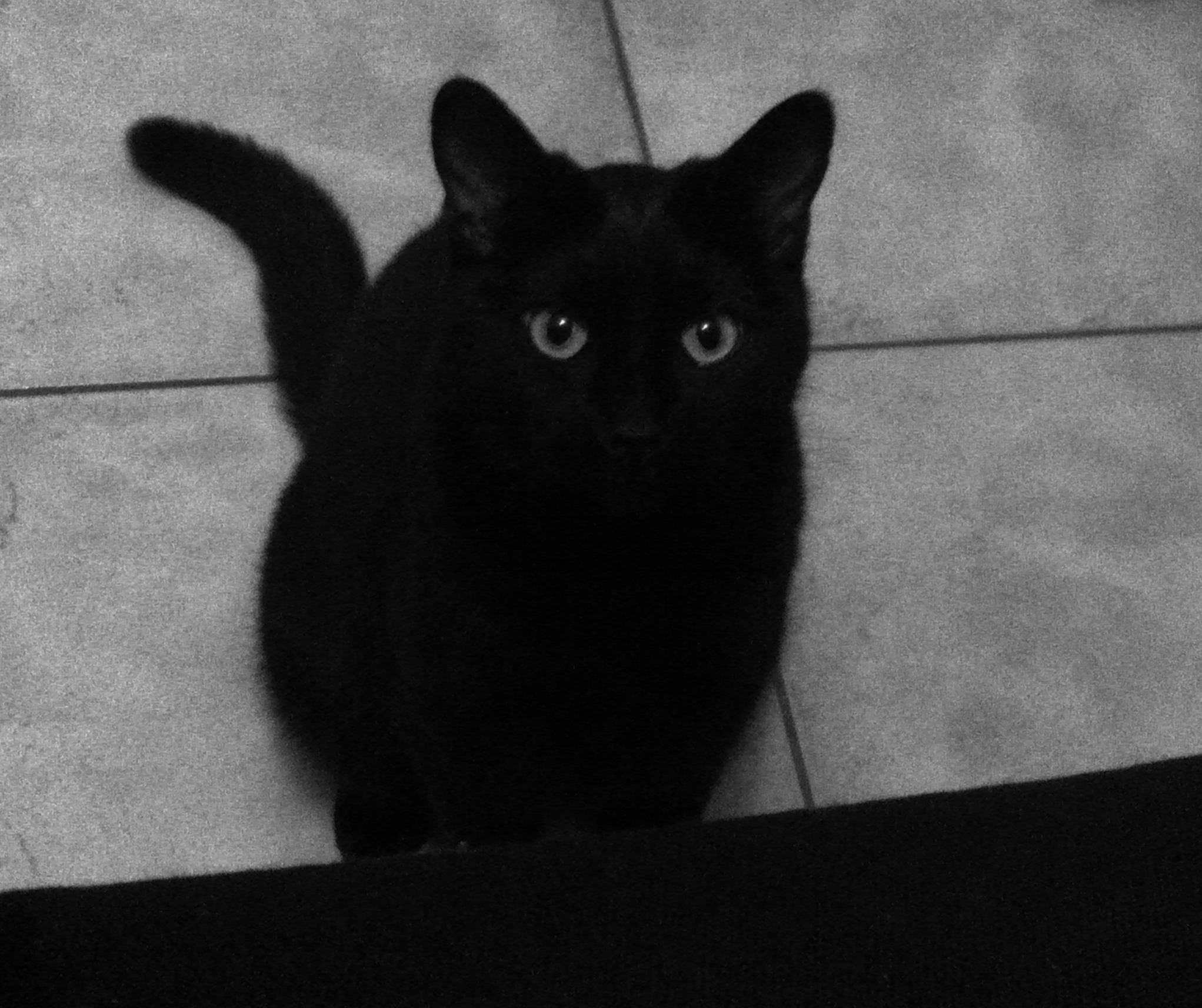Seigneur Vador / Shiryu chaton noir, né mi avril 2011 12112407305815764410589412