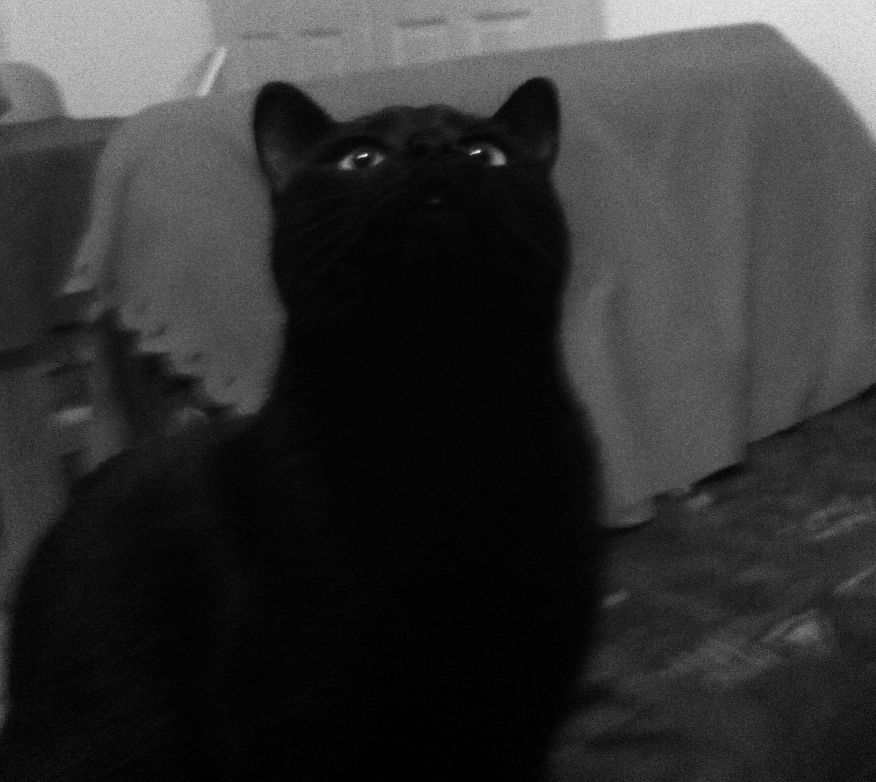 Seigneur Vador / Shiryu chaton noir, né mi avril 2011 12112407305815764410589414