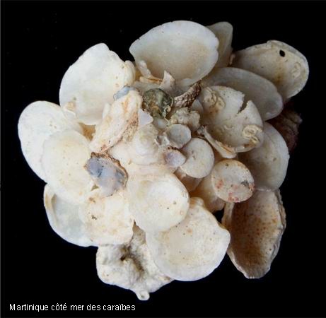Xenophora conchyliophora (Born, 1780)  12112504113714587710592604