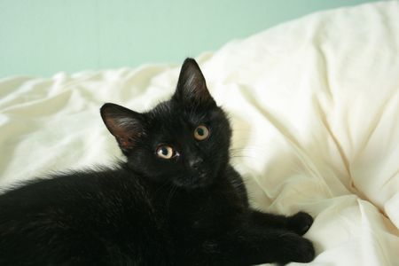 Cendrille, chatonne noire, née mi-juin 2012 121127113827202010600331