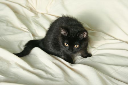 Cendrille, chatonne noire, née mi-juin 2012 121127113828202010600333