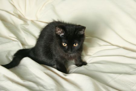 Cendrille, chatonne noire, née mi-juin 2012 121127113829202010600334