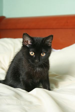 Cendrille, chatonne noire, née mi-juin 2012 121127113830202010600335