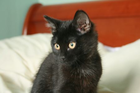 Cendrille, chatonne noire, née mi-juin 2012 121127113830202010600336