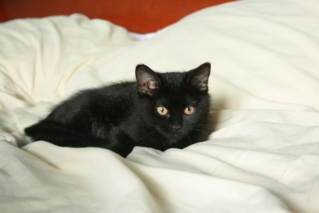 Cendrille, chatonne noire, née mi-juin 2012 121127113831202010600338
