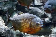 Pygocentrus natterer (piranhas a ventre rouge) 1212170506397416510673088