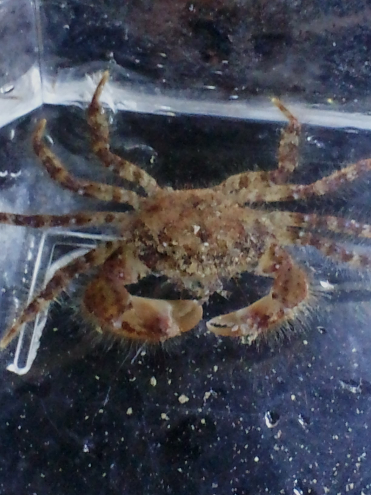 crabe1