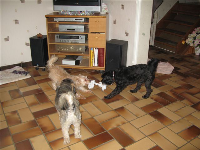 2012-12 DÃ©mone,Fangio,Brindille 022