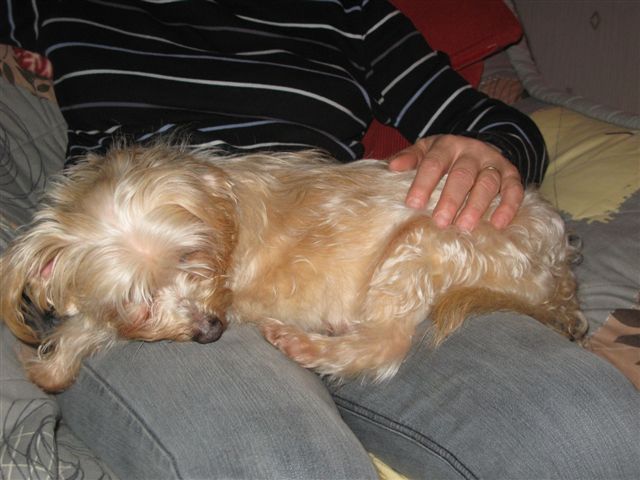 2012-12 DÃ©mone,Fangio,Brindille 006