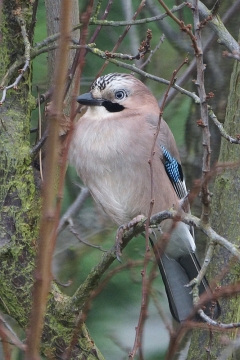 Animaux de mon jardin - DSC01033rcv