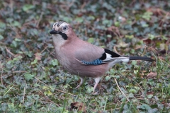 Animaux de mon jardin - DSC01042rec