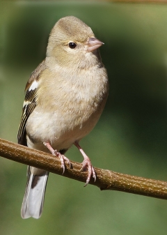 Animaux de mon jardin - pinson_23_12_2012_003ret