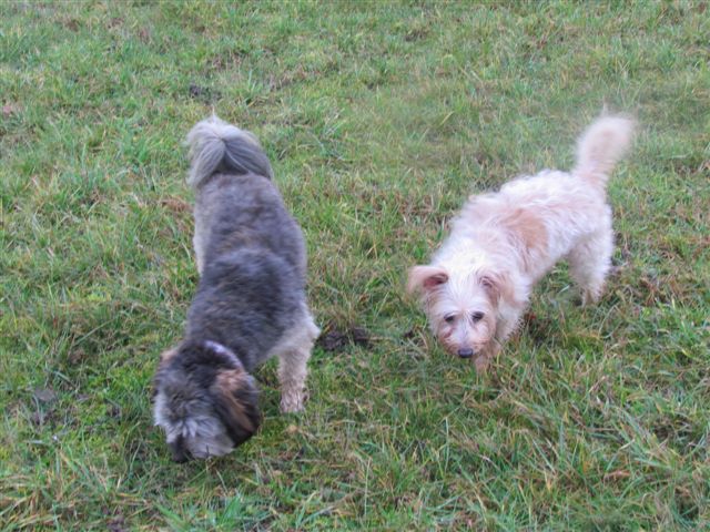 2012-12 D&Atilde;&copy;mone,Fangio,Brindille 033