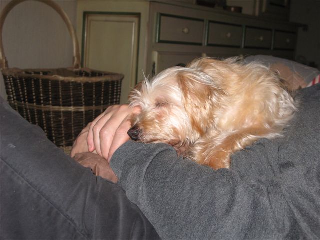 2012-12 D&Atilde;&copy;mone,Fangio,Brindille 039