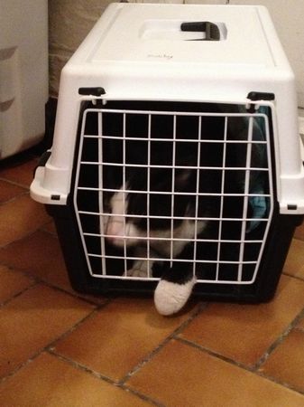 Berlioz (ex Miel) Jeune chat noir et blanc, attrapé ce soir, aimerait bien ne pas retourner dehors ! --> adopté !! :) 130103114332202010724518