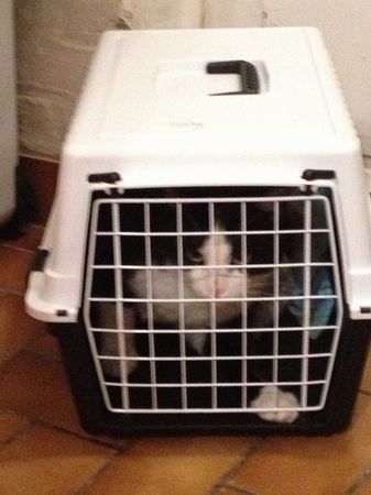 Berlioz (ex Miel) Jeune chat noir et blanc, attrapé ce soir, aimerait bien ne pas retourner dehors ! --> adopté !! :) 130103114332202010724519