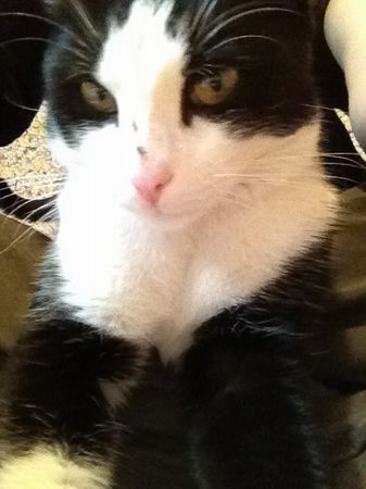 Berlioz (ex Miel) Jeune chat noir et blanc, attrapé ce soir, aimerait bien ne pas retourner dehors ! --> adopté !! :) 130105094155202010731587