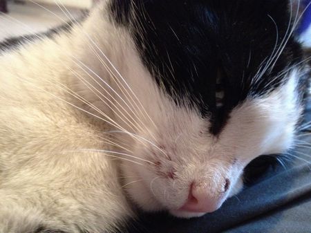 Berlioz (ex Miel) Jeune chat noir et blanc, attrapé ce soir, aimerait bien ne pas retourner dehors ! --> adopté !! :) 130105094155202010731590