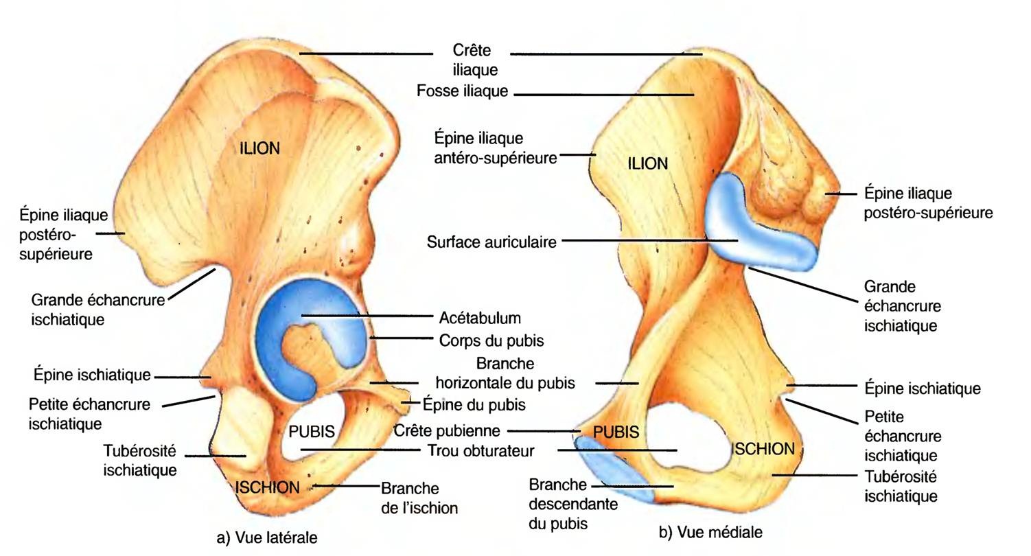 CLEIDO / COMPLEXUS / EPI ILLIAQUE 13011107255514676010751036